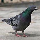 Close Up Pics answers and cheats level 29-10
