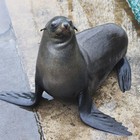 Infinite Pics level 14 Animals