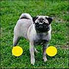 100 Pics answers and cheats level 1-50