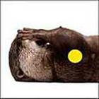 100 Pics answers and cheats level 1-50