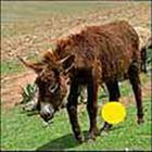 100 Pics answers and cheats level 1-50
