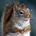 Close Up Pics answers and cheats level 37-9