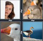 4 Pics 1 Word answers and cheats level 2400