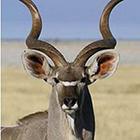 Close Up Pics answers and cheats level 25-3