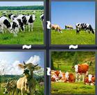 4 Pics 1 Word answers and cheats level 1433