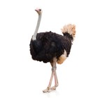 Infinite Pics level 18 Animals
