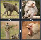 4 Pics 1 Word answers and cheats level 2437