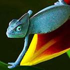 Close Up Pics answers and cheats level 9-6