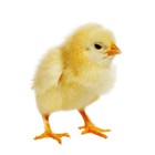 Infinite Pics level 37 Animals