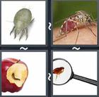 4 Pics 1 Word answers and cheats level 2438