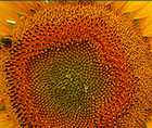 Zoomed In answers and cheats level 141-150