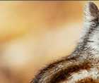 Zoomed In answers and cheats level 111-120