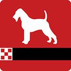 Icon Pop Brand answers and cheats level 9