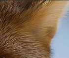 Zoomed In answers and cheats level 171-180