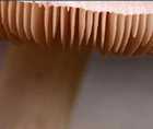 Zoomed In answers and cheats level 151-160