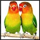 100 Pics answers and cheats level 1-50
