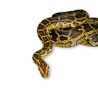 Infinite Pics level 61 Animals
