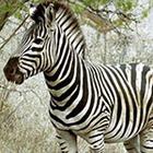 Close Up Pics answers and cheats level 45-8