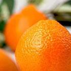 Close Up Pics answers and cheats level 10-8