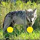 100 Pics answers and cheats level 51-100