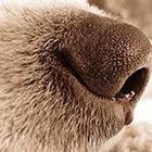 Close Up Pics answers and cheats level 15-4