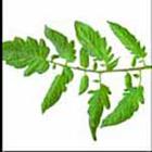 100 Pics answers and cheats level 1-50