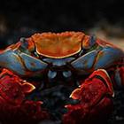 Close Up Pics answers and cheats level 12-4