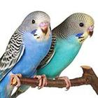 Close Up Pics answers and cheats level 6-6